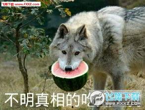黑料吃瓜网apk普通安装 